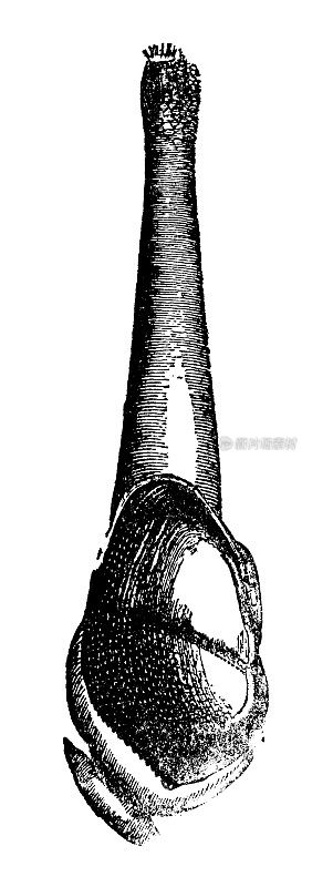 木钻孔皮鳕蛤(皮鳕蛤科)- 19世纪